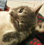 Bycat