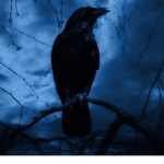 "Darkness Crow"