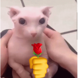 🌹