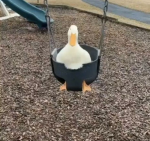 Ana’s Official Duck Fam