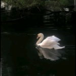 عادل العسل