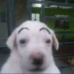 surprised eyebrow dog fans