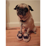 puggytime11's Group