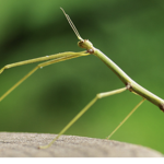 stick bug club 2