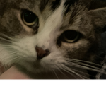 Angel the Cat </3