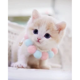 cat cute meow icon