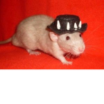 Blue rat hunters