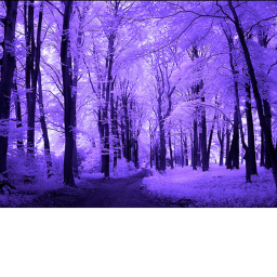 Moonlight Dreams