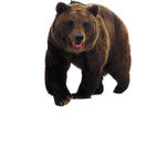 bear co. official