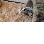 Gggggggj