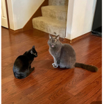 jolenesekittens