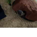 Raven hhhff