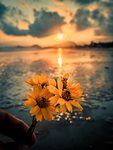 Sunset plants