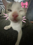 mrrrreowwwww ᰔ