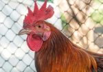 Peggy the chicken fans