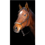 Wild horse group