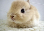 The bunny’s Group peace
