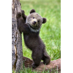 ALGbears squad