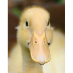 TevDuck’s Corner