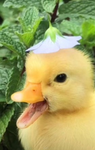 Hearts for ducky