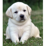 Puppy fangroup