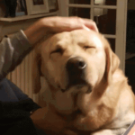 Dog Squadx