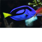 The Fish People