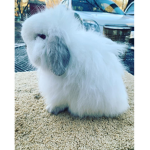 bunys united