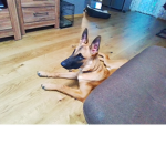 The cute dog and good