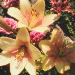 Floresita alegre Group Thumbnail