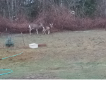 LWRCRAZY