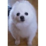 Gabe the dog best ever