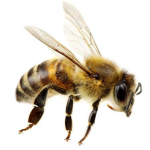 Humble Bumble Beehive