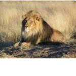 We are the lions Pack
