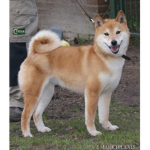 doge team get wet