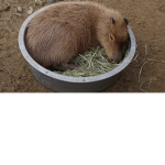 Capybaras are the best