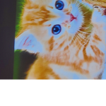 cats stand