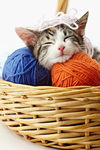 Catchet club