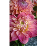 The Best bloom