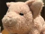 Piggy life seen