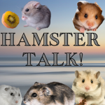 - Hamster Talk -