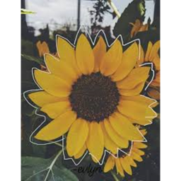 Aesthetic smiles!'s Carnvial