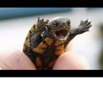 -i like turtles-