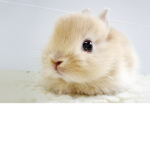 .CloudyxBunnies.