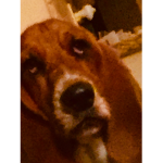Dogo fan group for dog fans