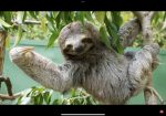 We chill like sloths