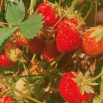 ForestFruit