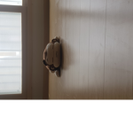 Animal* 그룹