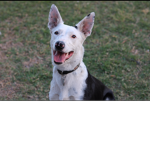 If you like dogs join