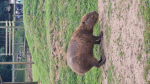 Capybara dudes